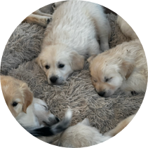 Golden Retriever puppies resting together on a soft blanket during Partner Dogs Canada early development program.