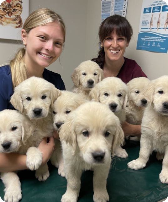 Two veterinarians smiling while holding a litter of Golden Retriever puppies during a Partner Dogs Canada health check.