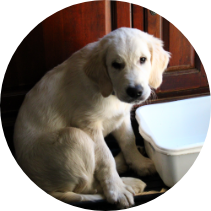 Golden Retriever puppy sitting beside a water bowl during early home training with Partner Dogs Canada.