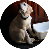 Curious Golden Retriever puppy looking up while sitting near a water bowl during Partner Dogs Canada socialization training.
