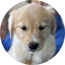 Golden Retriever puppy from Partner Dogs Canada beginning early training to become a future service or therapy dog.