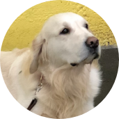 Golden Retriever therapy dog from Partner Dogs Canada sitting calmly against a yellow wall.