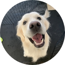 Happy Golden Retriever from Partner Dogs Canada smiling during training and socialization session.