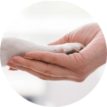 Human hand gently holding a dog’s paw symbolizing trust, compassion, and partnership at Partner Dogs Canada.
