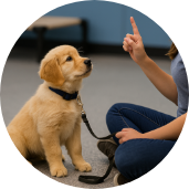 Golden Retriever puppy learning basic obedience skills from a trainer during Partner Dogs Canada service dog program.