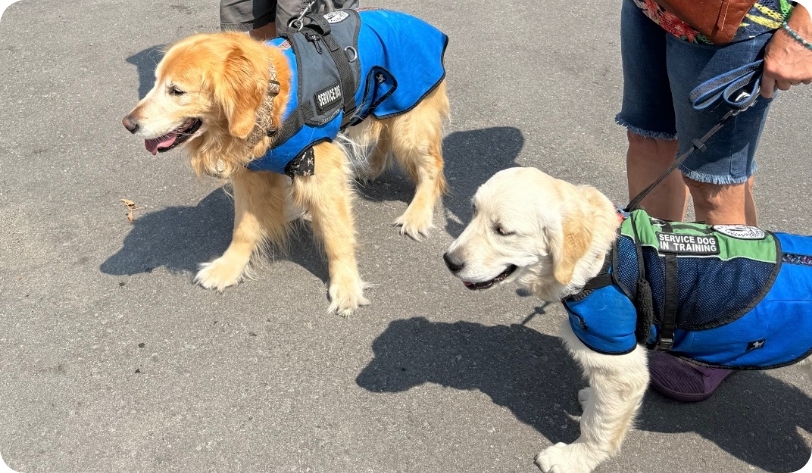 Adult Golden Retriever service dog and young puppy in training wearing blue vests during a Partner Dogs Canada outdoor session.