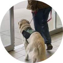 Golden Retriever service dog in training exiting a store with its handler during Partner Dogs Canada public access training exercise.