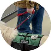 Golden Retriever wearing a green vest labeled Service Dog in Training walking beside a handler during Partner Dogs Canada training.