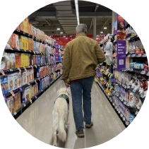 Golden Retriever service dog in training walking beside its handler down a grocery store aisle during Partner Dogs Canada public access training.