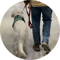 Golden Retriever service dog in training walking beside its handler during Partner Dogs Canada obedience and public manners session.