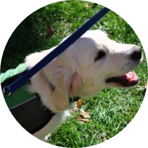 Golden Retriever service dog in training wearing a green vest during outdoor obedience practice with Partner Dogs Canada