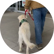 Golden Retriever service dog in training walking calmly beside its handler during a public access exercise with Partner Dogs Canada.