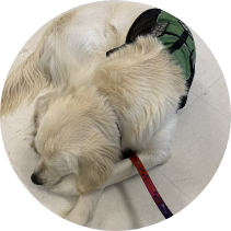 Golden Retriever service dog in training resting on a clean floor during Partner Dogs Canada obedience class.