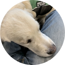 Golden Retriever service dog in training resting its head on a handler’s lap during Partner Dogs Canada comfort exercise.