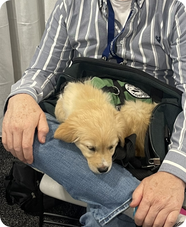 Golden Retriever puppy wearing a green service dog vest resting on a volunteer’s lap during Partner Dogs Canada training event.